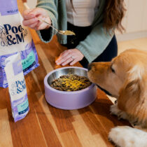 Pooch and Mutt offer 2026 v6